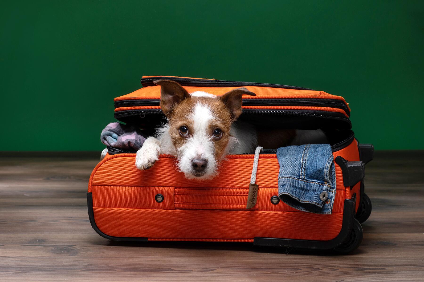 Top 5 factors to consider when choosing pet relocation services